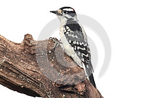 Downy Woodpecker & x28;Picoides pubescens& x29;