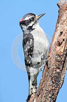 Downy Woodpecker Picoides pubescens