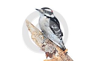 Downy Woodpecker (Picoides pubescens)