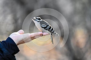 Downy woodpecker (Picoides pubescens) in the hand photo