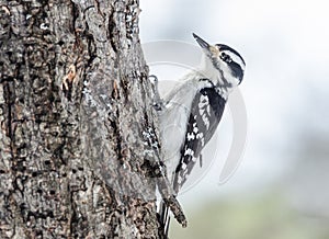 Downy woodpecker - Picoides pubescens hunting bugs on tree bark.