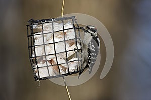 Downy Woodpecker (Picoides pubescens medianus)