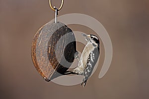 Downy Woodpecker (Picoides pubescens medianus)