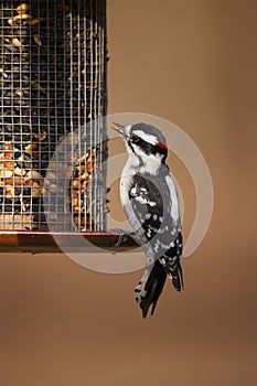 Downy Woodpecker (Picoides pubescens medianus)