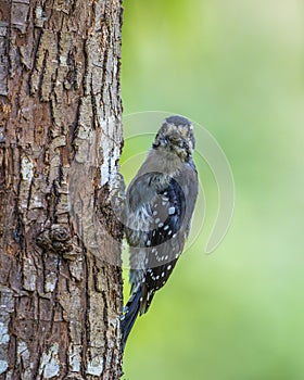 Downy Woodpecker (Picoides pubescens) on a Tree