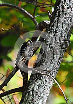 Downy Woodpecker Picoides pubescens on Tree Close Up