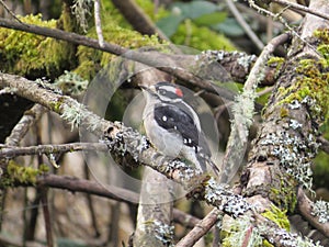 Downy Woodpecker