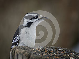 Downy Woodpecker in Profile