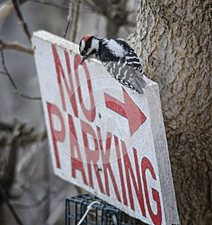 Downy Woodpecker on Sign