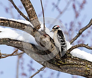 A Downy Woodpecker On A Snow Covered Limb