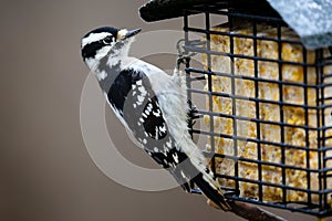 Downy Woodpecker with Suet