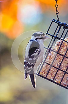 Downy woodpecker on suet feeder