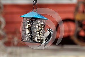 Downy woodpecker at a suet feeder