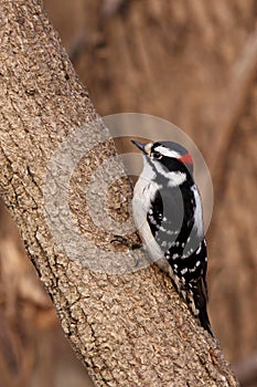 Downy woodpecker on a tree branch