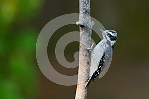 Downy Woodpecker on a tree branch. photo