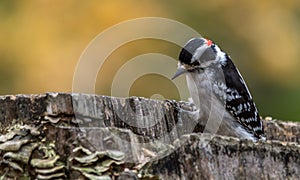 Downy Woodpecker at Tylee Marsh,Quebec, Canada