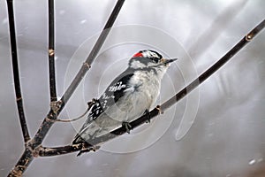 A Downy Woodpecker in Winter