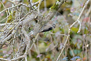 Downy Woodpecker working on a tree branch