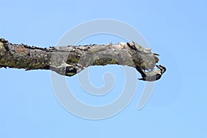 Downy Woodpeckers photo