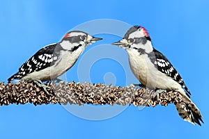 Downy Woodpeckers (Picoides pubescens) photo