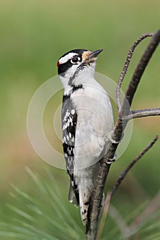 Downy Woodpeckers (Picoides pubescens)