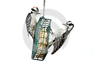 Downy Woodpeckers (Picoides pubescens) photo