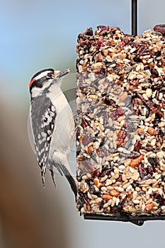 Downy Woodprecker On a Cylinder Seed Feeder