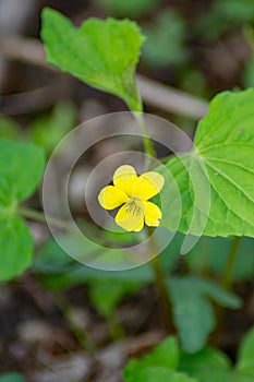 Downy Yellow Violet