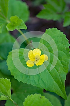 Downy Yellow Violet