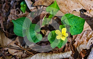 Downy Yellow Violet, viola pubescens