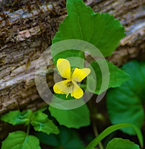 Downy Yellow Violet, viola pubescens