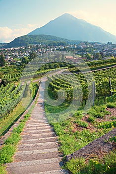 dowstairs the vineyard Rebberg Spiez, view to the Niesen mountain
