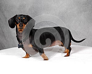 Doxie Dog