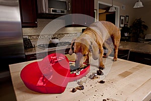 Doxie dog eating chocolates from heart shaped box