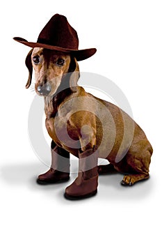 Doxie dog wearing cowboy hat and boots