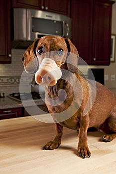 Doxie dog wearing fake pig nose