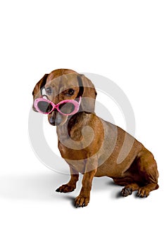 Doxie dog wearing pink sunglasses