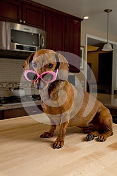 Doxie dog wearing pink sunglasses