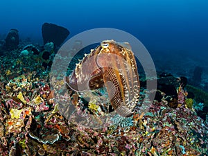 Reef Cuttlefish. Doyen photo