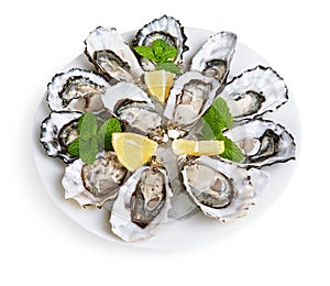 Dozen oysters on white plate