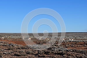Antelope play on the Llano Estacado photo