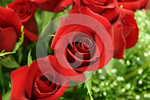 A dozen red roses photo