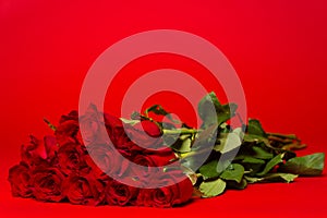 Dozen red roses on a red background photo