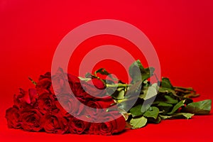Dozen red roses on a red background