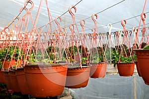 Muchos de marrón el plastico maceta flores tener todavía sobre el florecer en líneas en soleado invernadero 