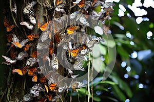 dozens of butterflies clustering on a branch