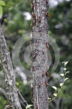 Dozens of Cicadas on a Tree Trunk 2 - Magicicada