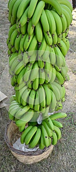 Dozens of Fresh Green Unripe Bananas