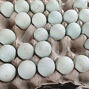 Dozens of green duck eggs are placed on a tray by a trader photo