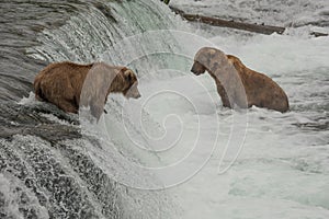 Dozens of grizzly bears gather at Brook Falls during the annual salmon run, Alaska